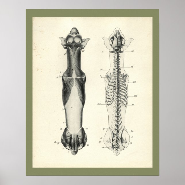 Hund Skeleton Spinal Column Muscles Anatomy Print Poster (Framsidan)