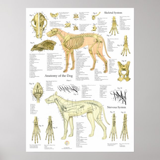 Hund Skelettnervens Anatomi Diagram Poster (Framsidan)