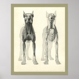 Hund Skull Ben Skeleton Muscle Anatomy Print Poster