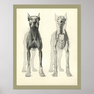 Hund Skull Ben Skeleton Muscle Anatomy Print Poster