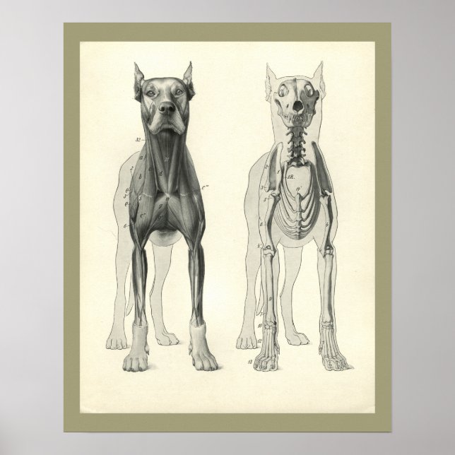 Hund Skull Ben Skeleton Muscle Anatomy Print Poster (Framsidan)
