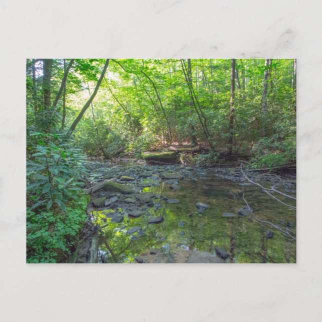 Hund Slakt Bäck, Kentucky Vykort (Framsida)