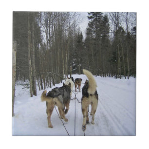 Hund Sledding i Quebec, Kanada Kakelplatta