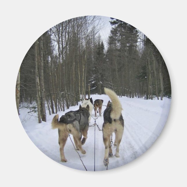 Hund Sledding i Quebec, Kanada Magnet (Framsidan)