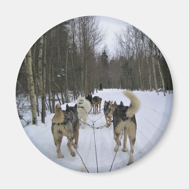 Hund Sledding i Quebec, Kanada Magnet (Framsidan)