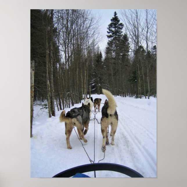 Hund Sledding i Quebec, Kanada Poster (Framsidan)