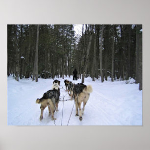 Hund Sledding i Quebec, Kanada Poster