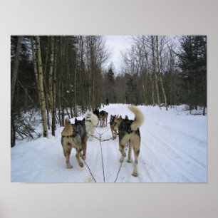 Hund Sledding i Quebec, Kanada Poster
