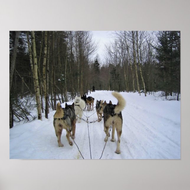 Hund Sledding i Quebec, Kanada Poster (Framsidan)