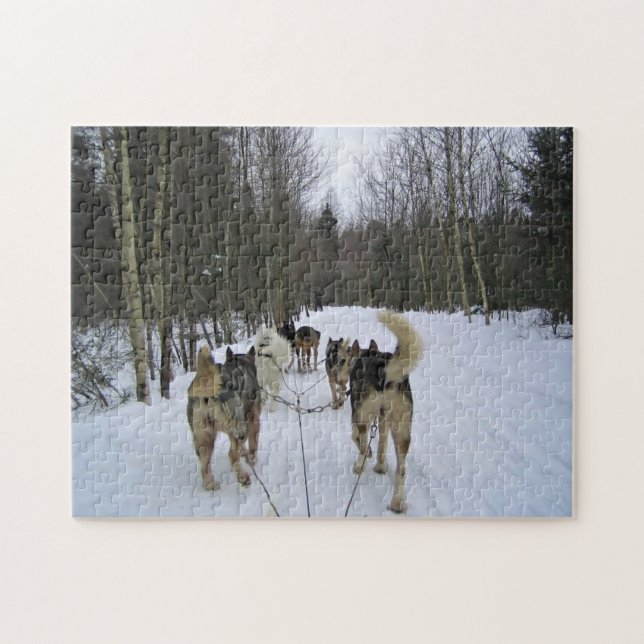 Hund Sledding i Quebec, Kanada Pussel (Horisontell)