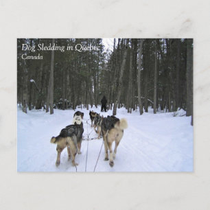 Hund Sledding i Quebec, Kanada Vykort