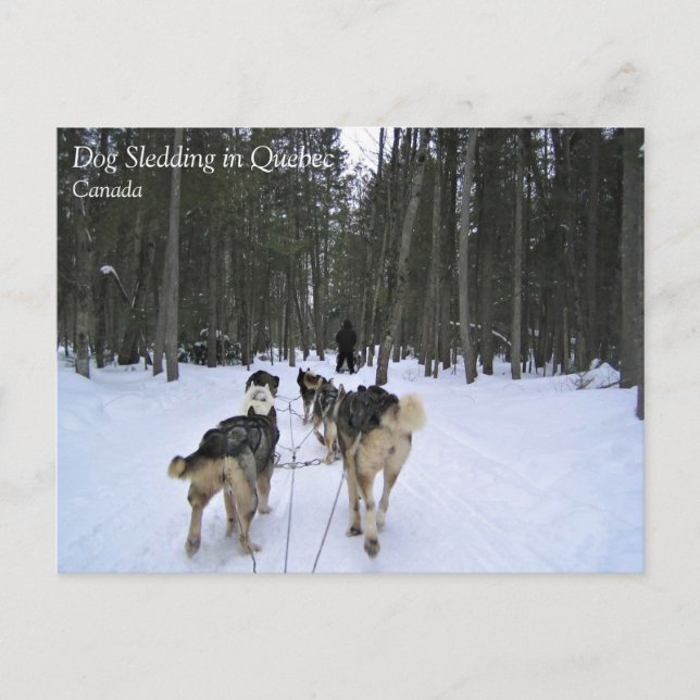 Hund Sledding i Quebec, Kanada Vykort (Framsida)
