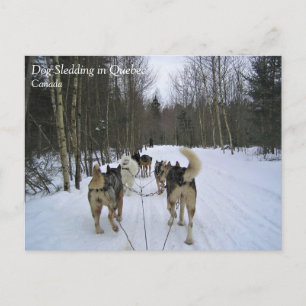 Hund Sledding i Quebec, Kanada Vykort