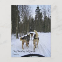 Hund Sledding i Quebec, Kanada