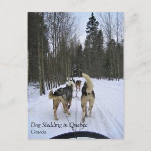 Hund Sledding i Quebec, Kanada Vykort