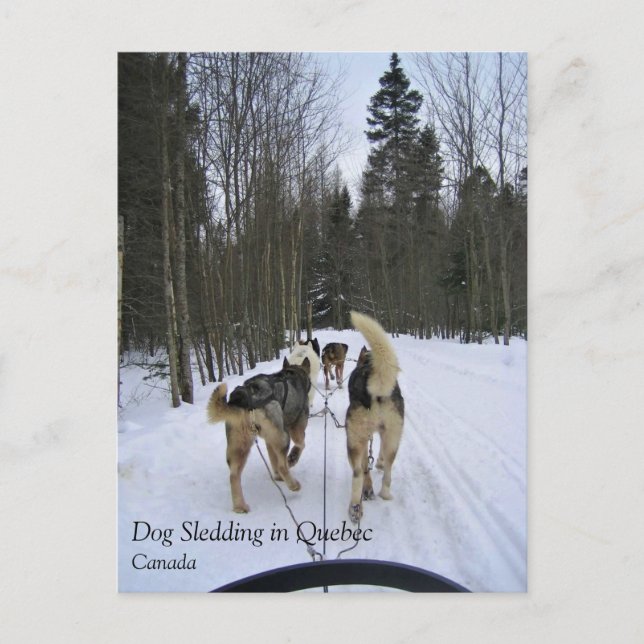 Hund Sledding i Quebec, Kanada Vykort (Framsida)