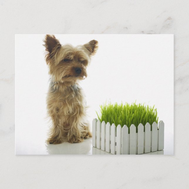 Hund sniffar granngård vykort (Framsida)