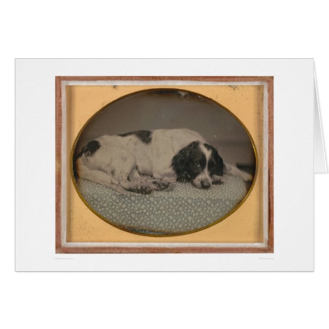 Hund som ägas av Sheldon Nichols (39986) Hälsningskort (Framsidan Horizontal)