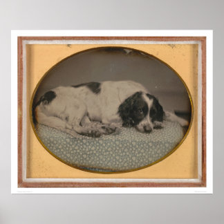 Hund som ägs av Sheldon Nichols (39986) Poster