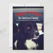 Hund som åker i bil familjehelg