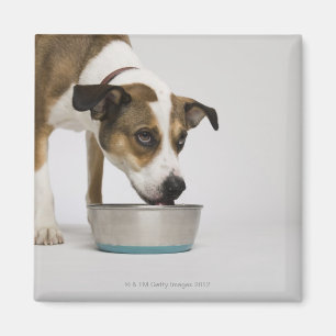 Hund som äter från bunken magnet