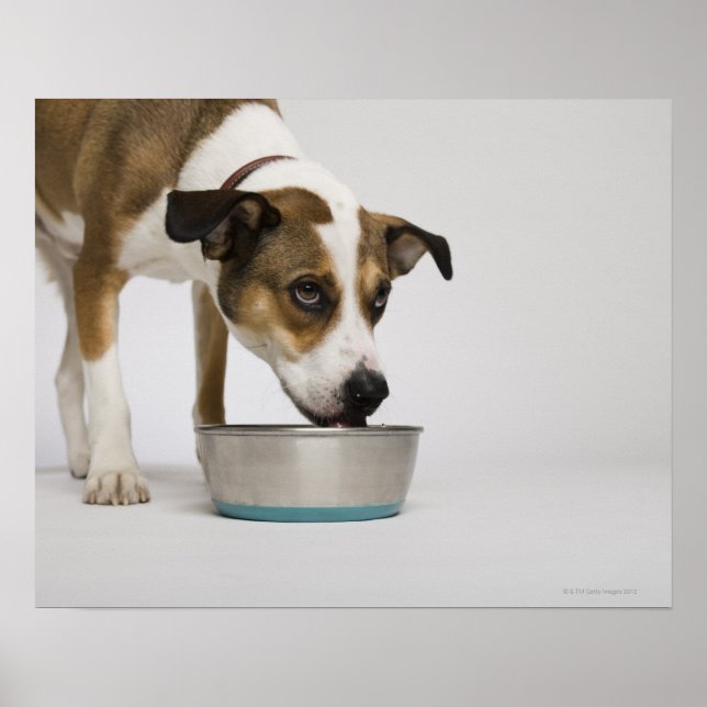 Hund som äter från tarm poster (Framsidan)