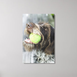 Hund som biter tennis boll, närbild canvastryck