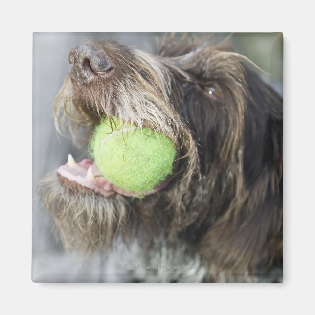 Hund som biter tennis boll, närbild magnet (Framsidan)