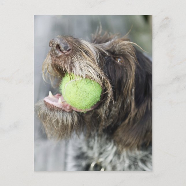 Hund som biter tennis boll, närbild vykort (Framsida)
