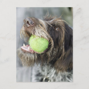 Hund som biter tennis boll, närbild vykort