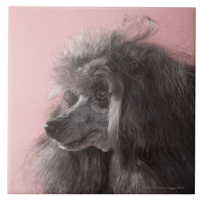 Hund som bort tittar kakelplatta (Framsidan)