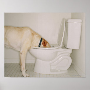 Hund som drar ut från Toilet Poster