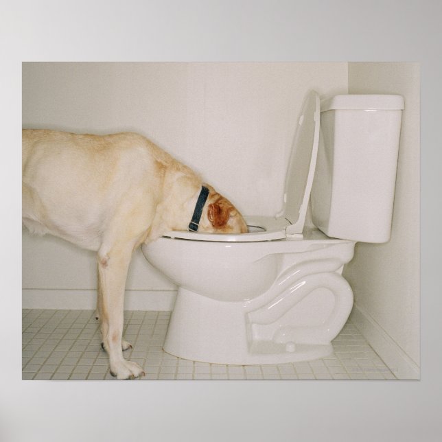 Hund som drar ut från Toilet Poster (Framsidan)