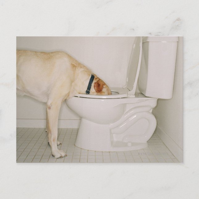 Hund som drar ut från Toilet Vykort (Framsida)