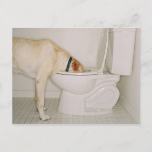 Hund som drar ut från Toilet Vykort