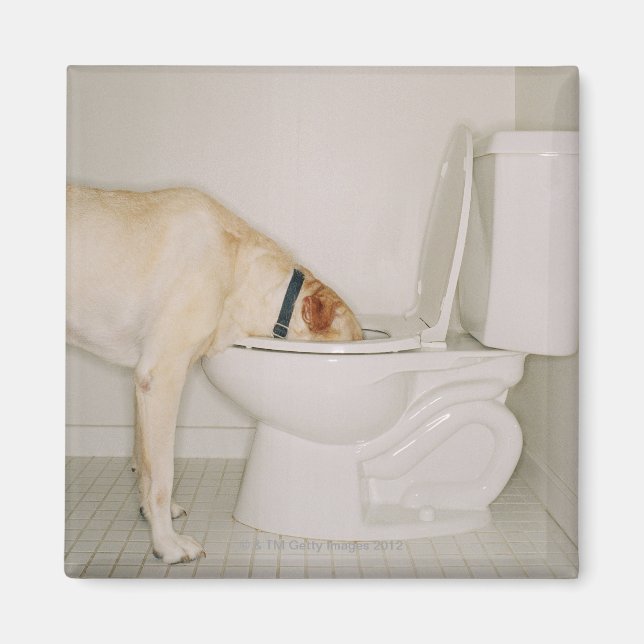 Hund som dricker ur toaletten magnet (Framsidan)