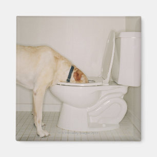 Hund som dricker ut ur toalett magnet