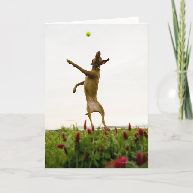 Hund som fångar tennisboll i mitt--luft kort (Framsida)