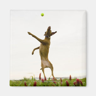 Hund som fångar tennisboll i mitt--luft magnet