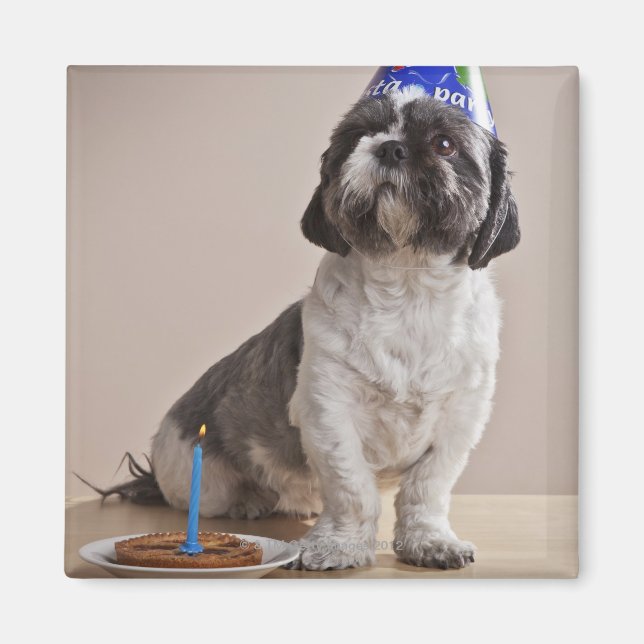 Hund som fyller år magnet (Framsidan)