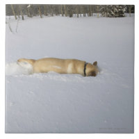 Hund som gräver i snö