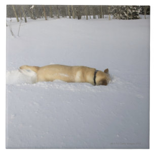 Hund som gräver i snö kakelplatta