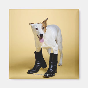 Hund som ha på sig kängor magnet