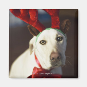Hund som ha på sig renhorn på kronhjort magnet