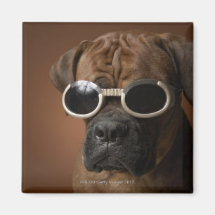 Hund som ha på sig solglasögon magnet