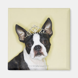 Hund som ha på sig tiaraen magnet