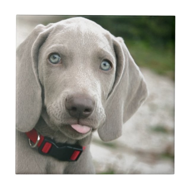 Hund som håller ut tunga kakelplatta (Framsidan)