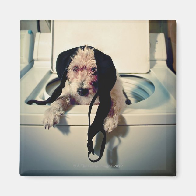 Hund som hjälper dig att tvätta magnet (Framsidan)