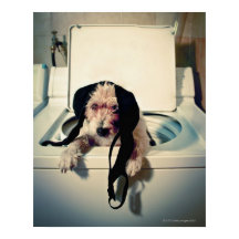 Hund som hjälper dig att tvätta