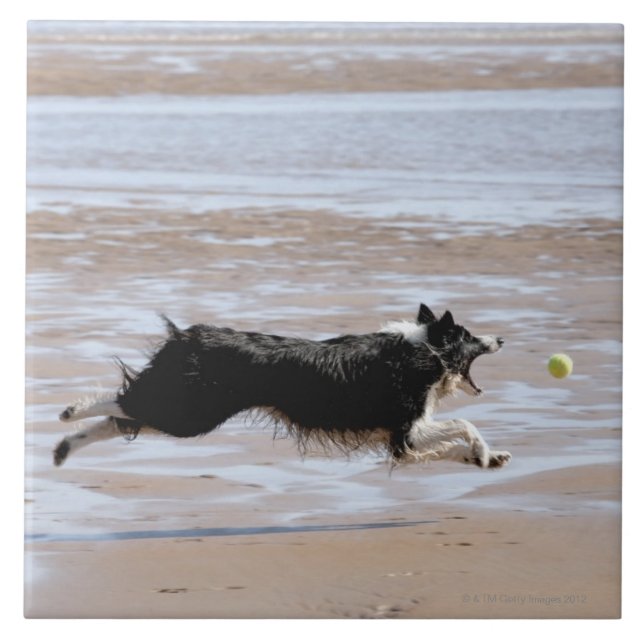 Hund som jagar en boll på stranden kakelplatta (Framsidan)